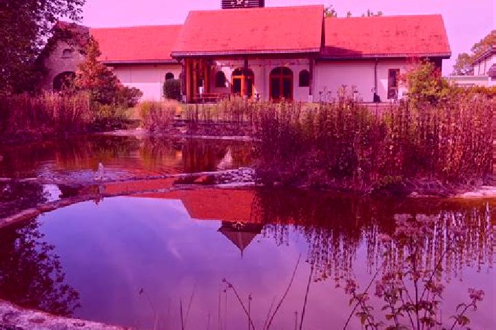 Celexa celexa and lavender tea pharmacy