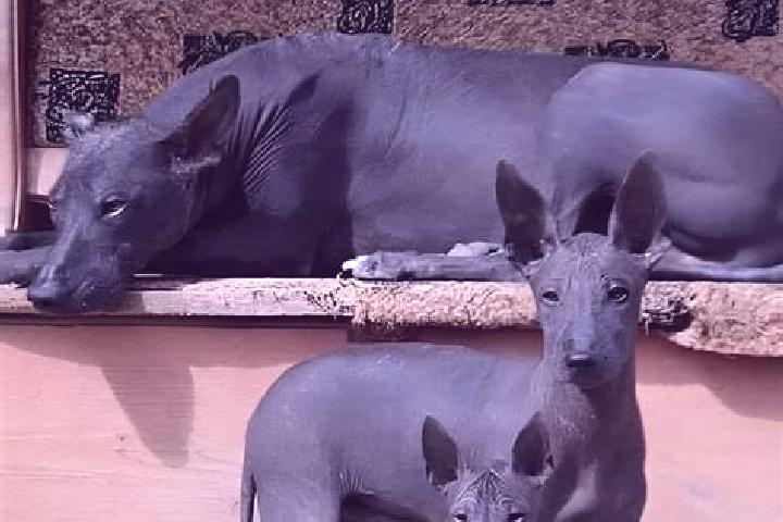 Flagyl crushing flagyl for wound care tablet