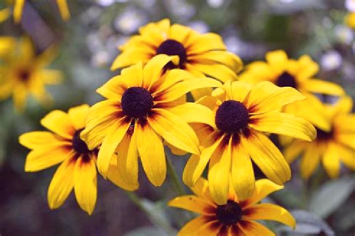 Prednisolone prednisolone uses in eye pharmacy