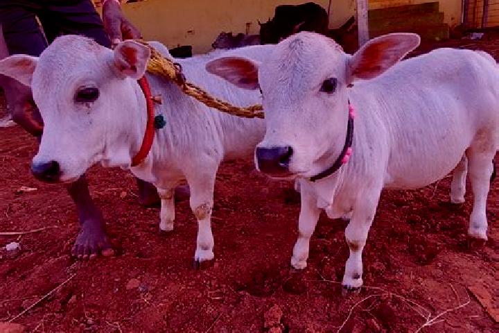 Propecia post propecia syndrome medication
